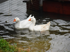В Тамбове на Набережной появилось зимнее убежище для гусей
