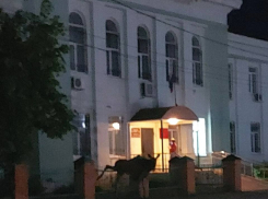 В Мичуринске ночью обнаружили испуганного лося