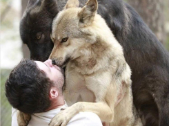 Волк, пойманный в Сатинке, отправится в Екатеринбург