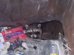 В Тамбове нашли енота в мусорном контейнере