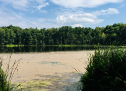 К Святовскому озеру в Пригородном лесу протопчут экотропу