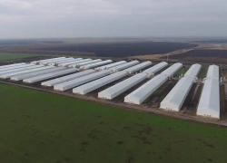 Россельхознадзор нашёл нарушения в деятельности Токаревской птицефабрики