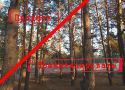 Преступный раздел пригородного леса продолжается 