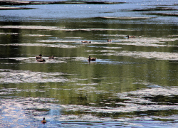 Тамбовчане жалуются на грязь и вонь из «очищенной» речки Жигалки
