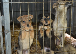 В Мичуринске начинают отлов безнадзорных собак