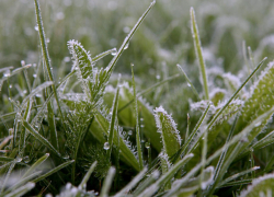 На выходных в Тамбове прогнозируют заморозки до -2 градусов