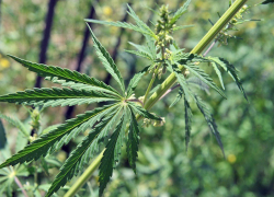 Полицейские задержали тамбовчанина со 150 граммами «волшебной травы»