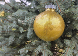 В Тамбове собирают главную ёлку из 200 сосен 