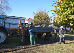 В Тамбове в этом году продолжат массовую рубку деревьев