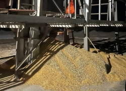 В Сосновском районе двух рабочих насмерть засыпало кукурузой