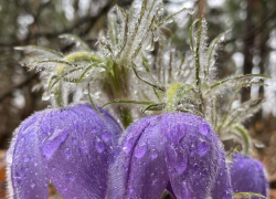 Предпраздничные выходные в Тамбове будут сопровождать ночные заморозки