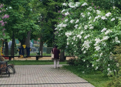 Тамбовчане продолжают воровать цветы и кустарники с городских клумб 
