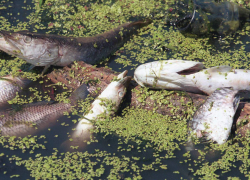 «Тамбовтехмонтаж» погубил рыбу в Никифоровском округе