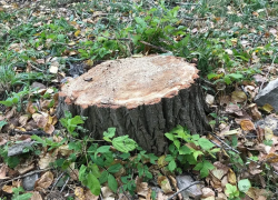 До конца года в Тамбове спилят и выкорчуют деревья и пни за 9 миллионов рублей