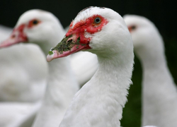 В Инжавино двое мужчин решили перекусить утками без ведома их владелицы