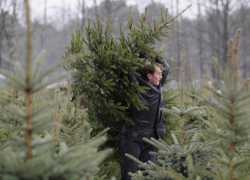 К подготовке праздников в новогодней столице России подключились и лесоводы области