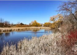 В пруду Никифоровского района нашли молодого утопленника