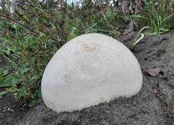 Гигантские грибы повадились расти в Петровском районе