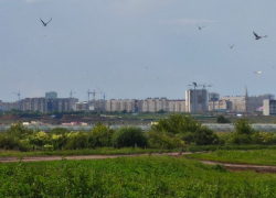 Региональный минстрой хочет забрать земельные участки у племзавода в Тамбове