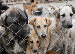 Тамбовские зоозащитники считают, что наказывать живодёров нужно как можно строже