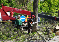 В областном центре могут объявить «карантин для деревьев»