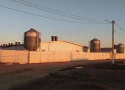 «Тамбовский бекон» возглавил белгородский бизнесмен