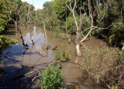 В Тамбовской области в этом году планируют расчистить Студенец и Челновую