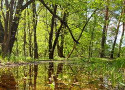 Погода в Тамбове на выходные: потепление и небольшой дождь 