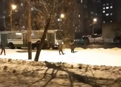 В Тамбове дети "обстреляли" автобус снежками