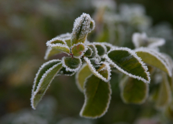 В эту субботу тамбовчан ожидают «черёмуховые» заморозки до -2