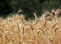 Для увеличения продаж лапши быстрого приготовления «Доширак» собирается производить муку в Тамбове 