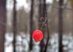 В Тамбовской области резко похолодает после аномального потепления