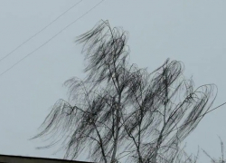 Тамбовчане в соцсетях поделились фото последствий сильного ветра