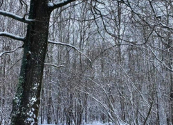 Весна подождёт: выходные в регионе будут снежными