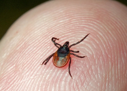 За неделю 159 тамбовчан пострадали от клещей 