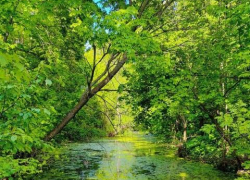 Тамбовчан ожидают дождливые и ветреные выходные