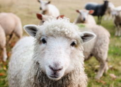 Жители села под Тамбовом пожаловались губернатору на нашествие баранов