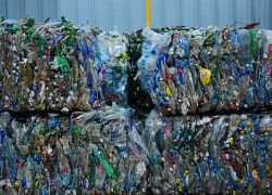 Тамбовчане смогут сдать вторсырьё в обмен на помощь бездомным животным