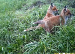 В фотоловушку Воронинского заповедника попали игривые лисята 