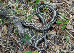 Отправившуюся по грибы пенсионерку покусала ядовитая змея