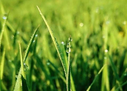 В Тамбове снова потеплеет до +20