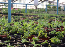 4 миллиона цветов порадуют тамбовчан в тёплый период года