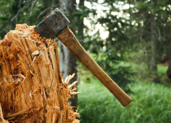 Двое жителей Никифоровского района незаконно срубили 20 кубометров дуба