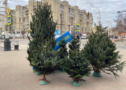В Тамбове начали работу первые ёлочные базары