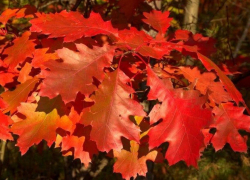 В Ахлебиновской роще Тамбова высадили краснолистные дубы