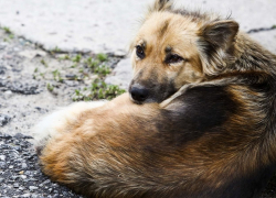 В Уварове уже чипировали и отпустили на волю около полусотни собак