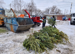 После новогодних праздников в Тамбове собрали на утилизацию 24 куба ёлок