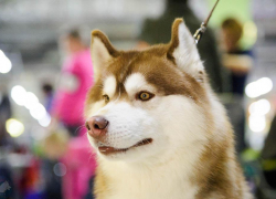 В Тамбове пройдёт Всероссийская выставка собак 