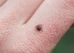 Клещи покусали уже более тысячи тамбовчан
