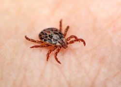 В Тамбовской области Роспотребнадзор нашёл 63 клеща с боррелиозом